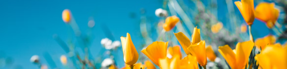 Image of Flowers and Sky
